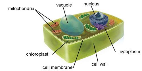 Plant Cell 